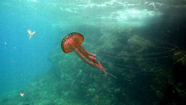 Plaga de medusas thumbnail